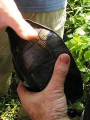 Cuora amboinensis kamaroma