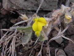Crotalaria hebecarpa