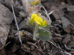 Crotalaria hebecarpa