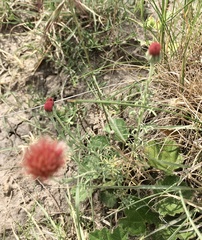 Microgyne trifurcata