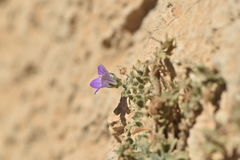 Campanula mollis