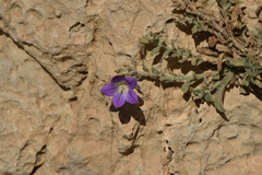 Campanula mollis