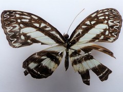 Pseudoneptis bugandensis