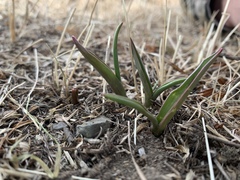 Tulipa uniflora