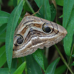 Spirama helicina