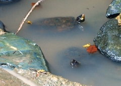 Notochelys platynota