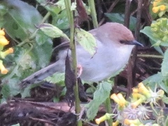 Cisticola hunteri
