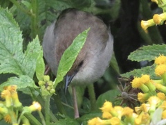 Cisticola hunteri