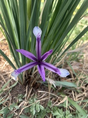 Iris bungei