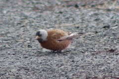 Leucosticte tephrocotis littoralis