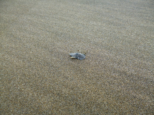 photo of By-the-wind Sailor (Velella velella)