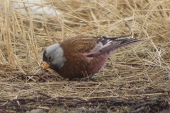 Leucosticte tephrocotis littoralis