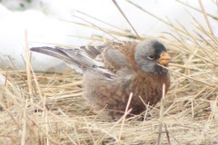 Leucosticte tephrocotis littoralis
