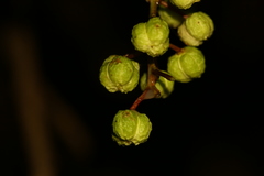 Codiaeum peltatum