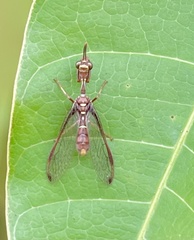 Pseudoclimaciella