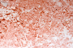 Haematococcus lacustris