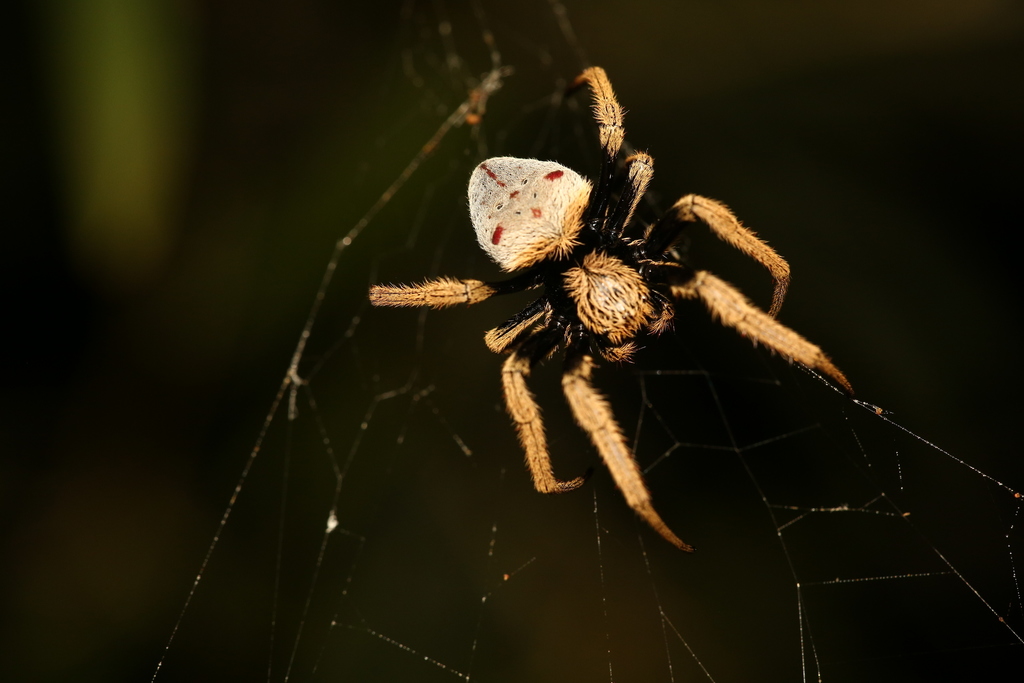 Hortophora flavicoma