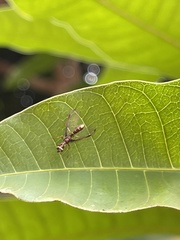 Pseudoclimaciella