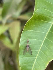 Pseudoclimaciella