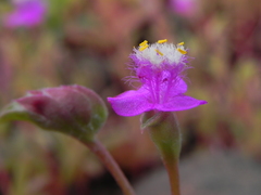 Cyanotis fasciculata