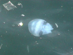 Rhizostoma pulmo