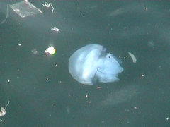 Rhizostoma pulmo