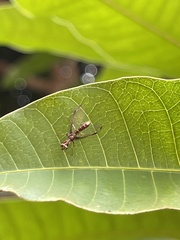 Pseudoclimaciella
