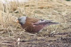 Leucosticte tephrocotis littoralis