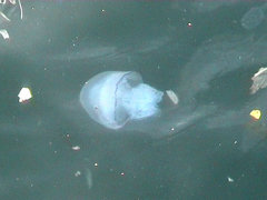 Rhizostoma pulmo
