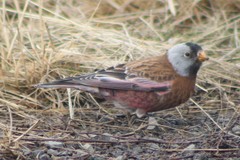 Leucosticte tephrocotis littoralis