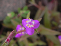 Cyanotis fasciculata