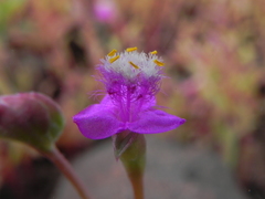 Cyanotis fasciculata