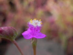 Cyanotis fasciculata