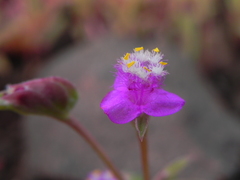 Cyanotis fasciculata