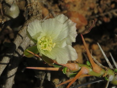 Monsonia salmoniflora