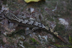 Bavayia cyclura