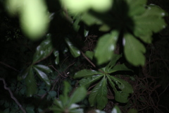 Mniarogekko jalu
