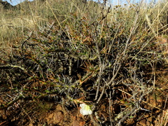 Monsonia salmoniflora