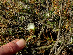 Monsonia salmoniflora