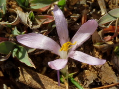 Syringodea concolor