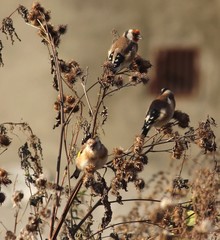 Carduelis carduelis