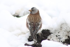 Leucosticte tephrocotis littoralis