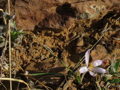 Syringodea concolor