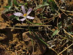Syringodea concolor