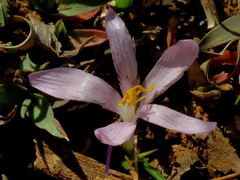 Syringodea concolor