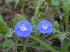 Evolvulus alsinoides