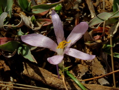 Syringodea concolor