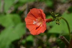 Ipomoea indivisa