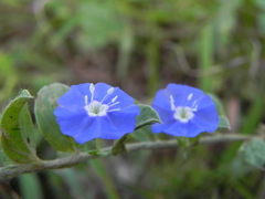 Evolvulus alsinoides