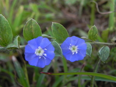 Evolvulus alsinoides